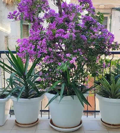 Giambattista House Pensión *